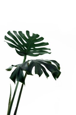 Beyaz bir arka plan üzerinde farklı yeşil yaprakları. Yeşil ve tropikal palet monstera tarzı güzel sanatlar içinde bırakır..