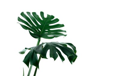 Beyaz bir arka plan üzerinde farklı yeşil yaprakları. Yeşil ve tropikal palet monstera tarzı güzel sanatlar içinde bırakır..