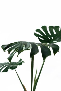 Beyaz bir arka plan üzerinde farklı yeşil yaprakları. Yeşil ve tropikal palet monstera tarzı güzel sanatlar içinde bırakır..