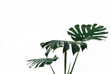 Beyaz bir arka plan üzerinde farklı yeşil yaprakları. Yeşil ve tropikal palet monstera tarzı güzel sanatlar içinde bırakır..