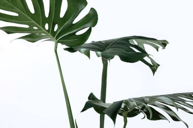 Beyaz bir arka plan üzerinde farklı yeşil yaprakları. Yeşil ve tropikal palet monstera tarzı güzel sanatlar içinde bırakır..