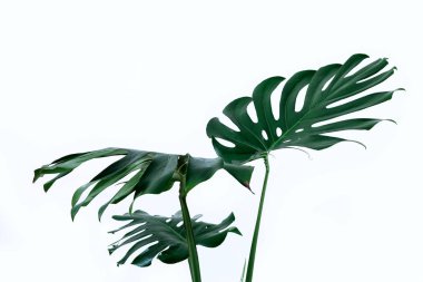 Beyaz bir arka plan üzerinde farklı yeşil yaprakları. Yeşil ve tropikal palet monstera tarzı güzel sanatlar içinde bırakır..