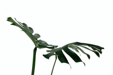 Beyaz bir arka plan üzerinde farklı yeşil yaprakları. Yeşil ve tropikal palet monstera tarzı güzel sanatlar içinde bırakır..