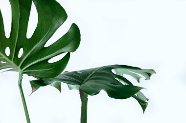 Beyaz bir arka plan üzerinde farklı yeşil yaprakları. Yeşil ve tropikal palet monstera tarzı güzel sanatlar içinde bırakır..