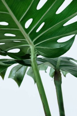 Beyaz bir arka plan üzerinde farklı yeşil yaprakları. Yeşil ve tropikal palet monstera tarzı güzel sanatlar içinde bırakır..