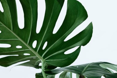Beyaz bir arka plan üzerinde farklı yeşil yaprakları. Yeşil ve tropikal palet monstera tarzı güzel sanatlar içinde bırakır..