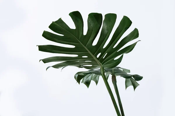 Folhas Verdes Diferentes Fundo Branco Paleta Folhas Verdes Tropicais Monstera — Fotografia de Stock