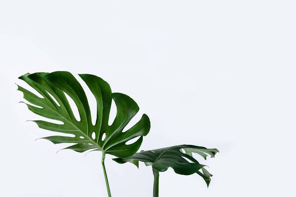 Different green leaves on a white background. Palette of green and tropical leaves monstera in the style fine art.