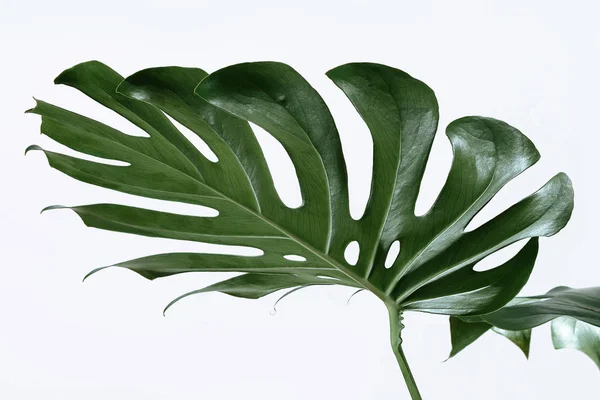 Beyaz bir arka plan üzerinde farklı yeşil yaprakları. Yeşil ve tropikal palet monstera tarzı güzel sanatlar içinde bırakır..