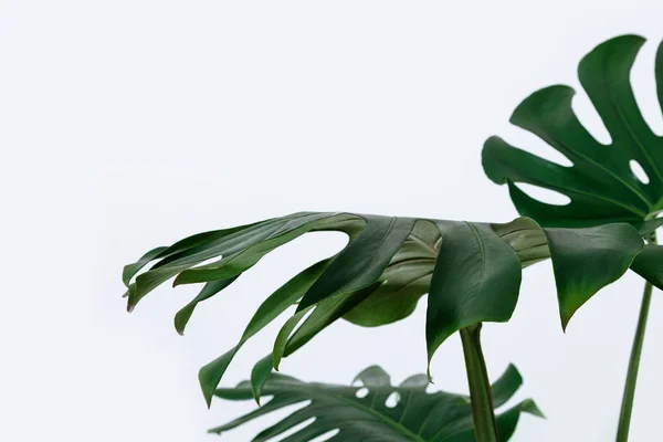 Different green leaves on a white background. Palette of green and tropical leaves monstera in the style fine art.