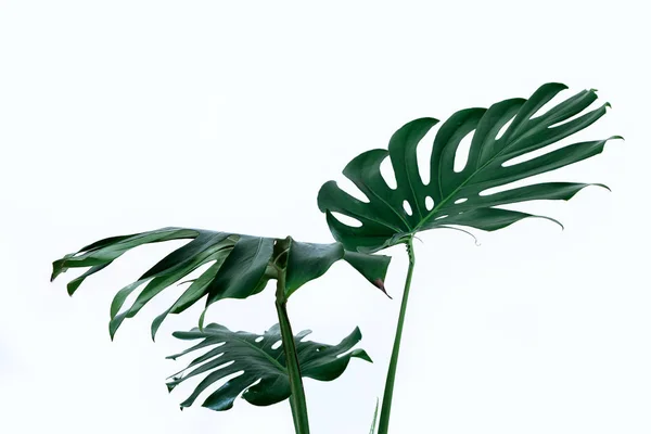 Beyaz bir arka plan üzerinde farklı yeşil yaprakları. Yeşil ve tropikal palet monstera tarzı güzel sanatlar içinde bırakır..