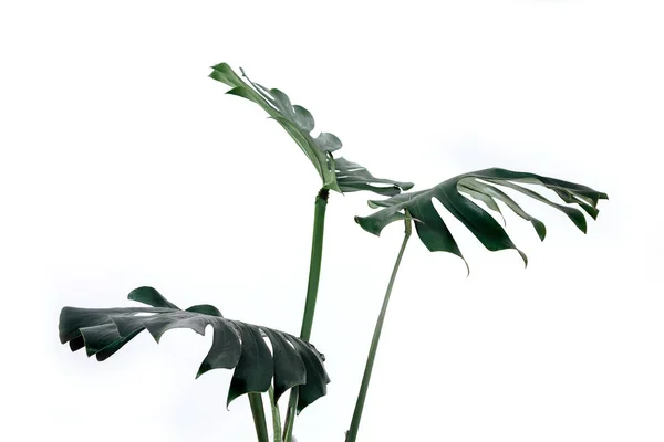 Beyaz Bir Arka Plan Üzerinde Farklı Yeşil Yaprakları Yeşil Tropikal — Stok fotoğraf