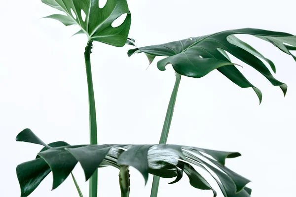 Folhas Verdes Diferentes Fundo Branco Paleta Folhas Verdes Tropicais Monstera — Fotografia de Stock