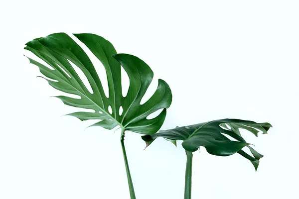 Folhas Verdes Diferentes Fundo Branco Paleta Folhas Verdes Tropicais Monstera — Fotografia de Stock