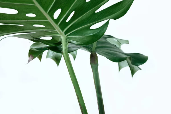 Different green leaves on a white background. Palette of green and tropical leaves monstera in the style fine art.