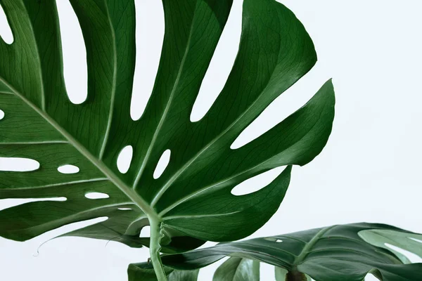 Beyaz bir arka plan üzerinde farklı yeşil yaprakları. Yeşil ve tropikal palet monstera tarzı güzel sanatlar içinde bırakır..