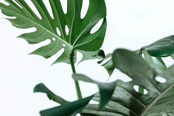 Beyaz bir arka plan üzerinde farklı yeşil yaprakları. Yeşil ve tropikal palet monstera tarzı güzel sanatlar içinde bırakır..