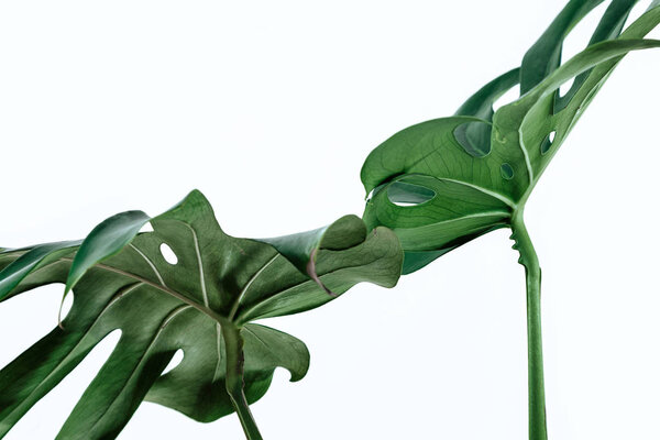 Different green leaves on a white background. Palette of green and tropical leaves monstera in the style fine art.
