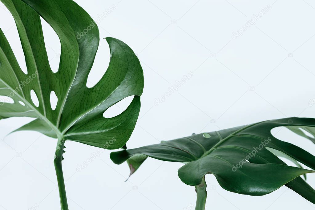 Different green leaves on a white background. Palette of green and tropical leaves monstera in the style fine art.