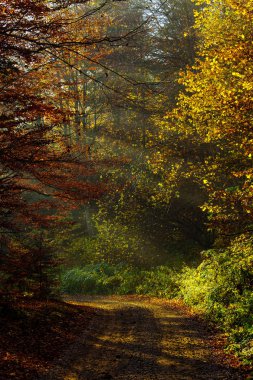 Sonbahar derin orman sıcak yaprakları illumining ışınları ile. Dağ yolları ve yollar sonbahar peyzaj.