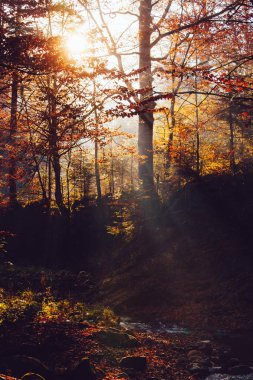 Sonbahar derin orman sıcak yaprakları illumining ışınları ile. Dağ yolları ve yollar sonbahar peyzaj.
