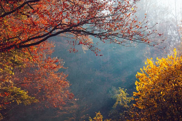 Autumn Deep Forest Rays Warm Illumining Leaves Mountain Paths Roads — Stock Photo, Image