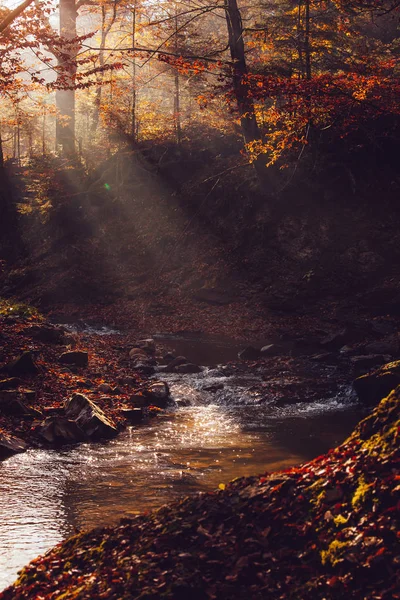 Autumn Deep Forest Rays Warm Illumining Leaves Mountain Paths Roads — Stock Photo, Image