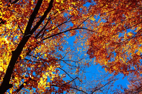Sonbahar Gündoğumu Karpatlar Dağ Ormanları Içinde Arka Plan Mavi Gökyüzü — Stok fotoğraf