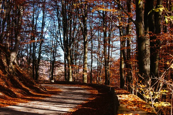 Autumn Sunrise Mountain Forests Carpathians Road Fallen Leaves Park Rays — Stock Photo, Image