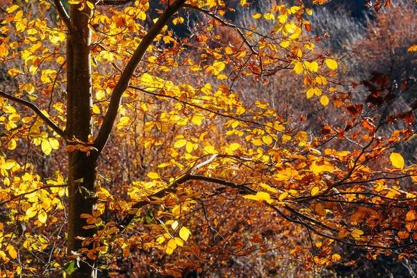 Sonbahar Gündoğumu Karpatlar Dağ Ormanları Içinde Parlak Bir Sonbahar Yaprakları — Stok fotoğraf