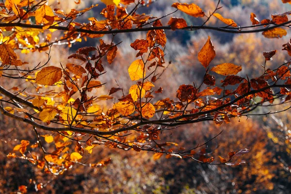 Sonbahar Gündoğumu Karpatlar Dağ Ormanları Içinde Parlak Bir Sonbahar Yaprakları — Stok fotoğraf