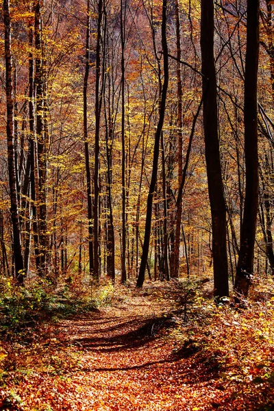 Autumn Sunrise Mountain Forests Carpathians Road Fallen Leaves Park Rays — Stock Photo, Image