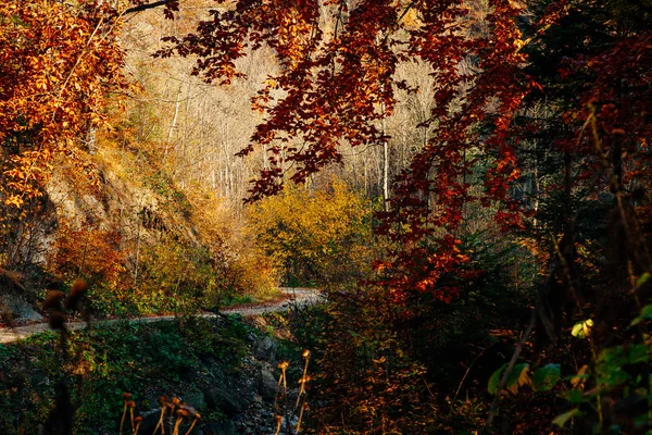 Autumn Sunrise Mountain Forests Carpathians Road Fallen Leaves Deep Park — Stock Photo, Image