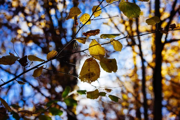 Sonbahar Gündoğumu Karpatlar Dağ Ormanları Içinde Arka Plan Mavi Gökyüzü — Stok fotoğraf