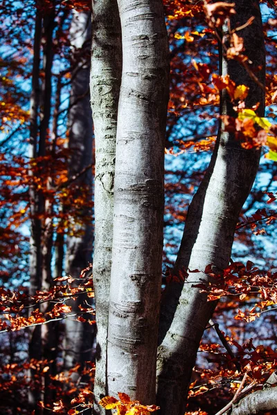 Autumn Sunrise Mountain Forests Carpathians Close Bark Beech Trees Autumn — Stock Photo, Image