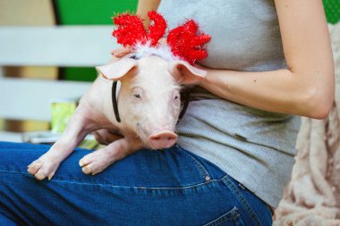 Piggie domuz yavrusu kırmızı domuz 2019 sarı yeni yıl Noel tutun el yüz süsleri geyik boynuzu boynuz oturur