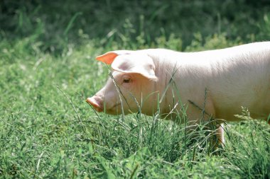 Çimlerin yürüyen domuz. Beyaz piggie Close-up.