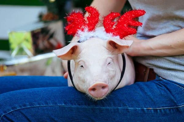 A small white pig is sitting on the woman\'s lap. Funny piggie against the backdrop of New Year\'s toys with horns of a deer.