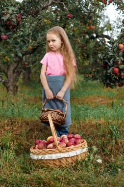 Küçük kız Olgun kırmızı elmalar büyük bir sepet içinde toplar.