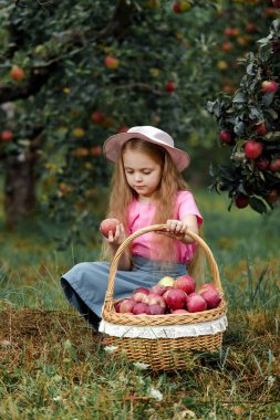 Küçük kız Olgun kırmızı elmalar büyük bir sepet içinde toplar.