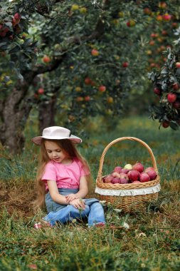 Küçük kız Olgun kırmızı elmalar büyük bir sepet içinde toplar.