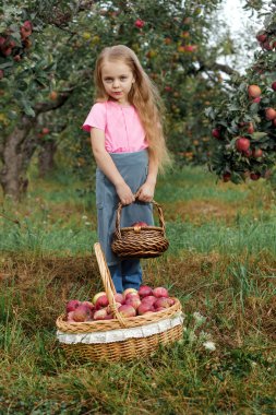Küçük kız Olgun kırmızı elmalar büyük bir sepet içinde toplar.