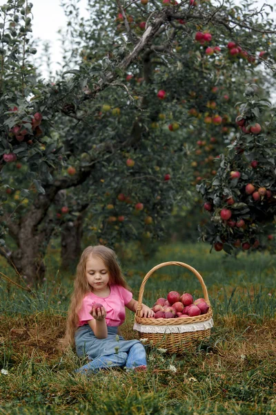 Маленька Дівчинка Збирає Стиглі Червоні Яблука Великому Плетеному Кошику — стокове фото
