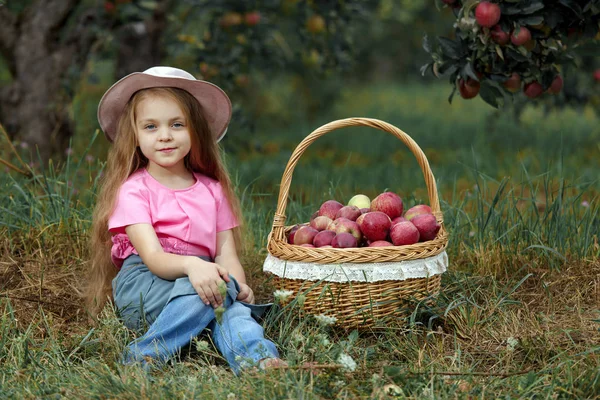 Kleines Mädchen Sammelt Reife Rote Äpfel Einem Großen Weidenkorb — Stockfoto