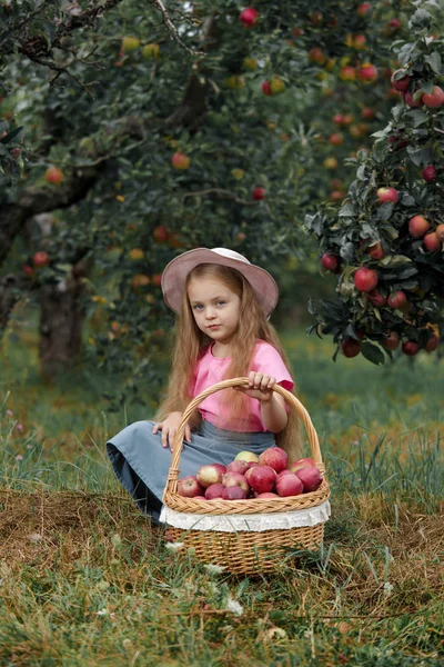 Küçük Kız Olgun Kırmızı Elmalar Büyük Bir Sepet Içinde Toplar — Stok fotoğraf
