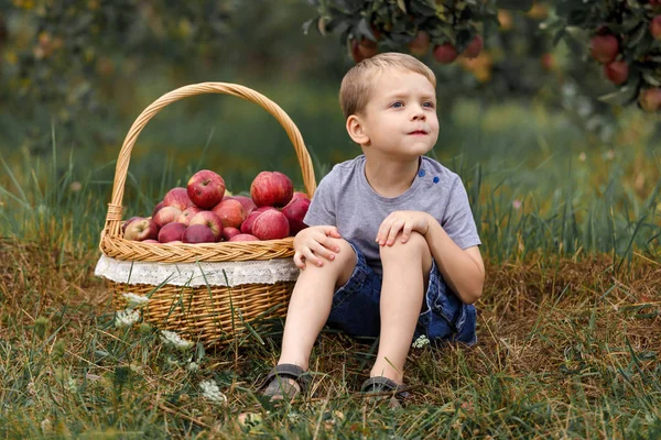 Bahçede Yardım Sepete Toplama Elma Toplama Küçük Sarışın Çocuk — Stok fotoğraf