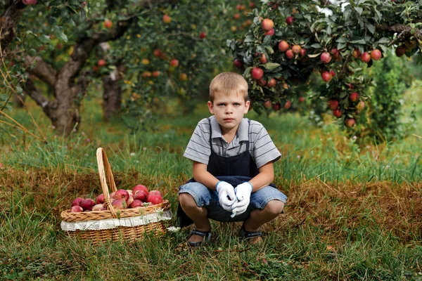 Bahçede Yardım Sepete Toplama Elma Toplama Küçük Sarışın Çocuk — Stok fotoğraf