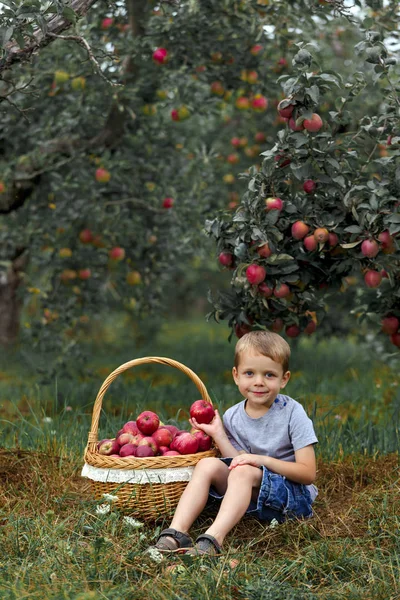 Pequeño Chico Rubio Ayudando Jardín Recogiendo Manzanas Cesta — Foto de Stock