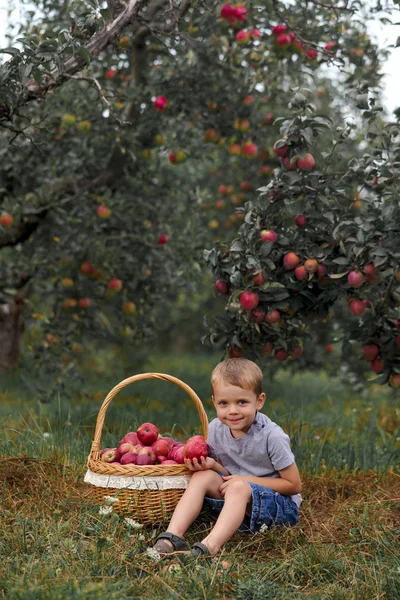 Menino Loiro Ajudando Jardim Colhendo Maçãs Cesta — Fotografia de Stock