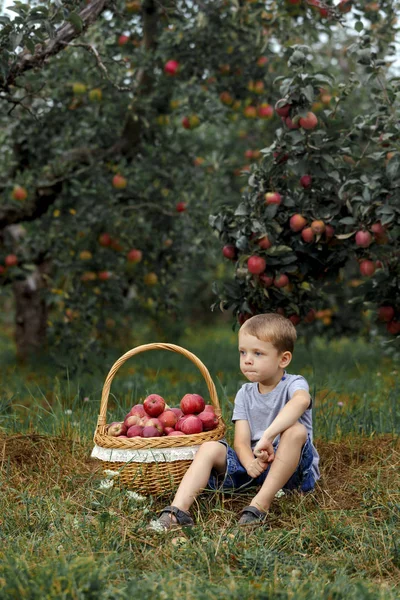 Menino Loiro Ajudando Jardim Colhendo Maçãs Cesta — Fotografia de Stock